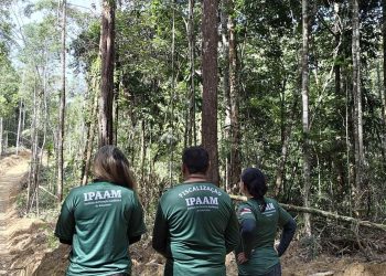 Ipaam encerra período de Defeso Florestal 2026 nesta sexta-feira em todo o estado