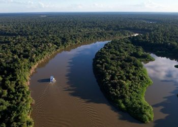 Área desmatada no Amazonas cai 57% nos cinco primeiros meses de 2026, apontam dados do Inpe