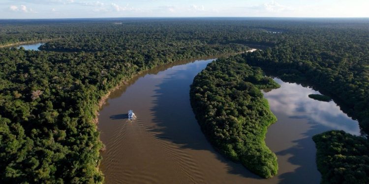 Área desmatada no Amazonas cai 57% nos cinco primeiros meses de 2026, apontam dados do Inpe