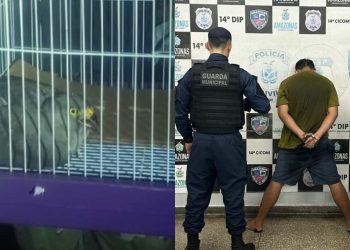 Homem é preso por tráfico e gavião é resgatado ferido pela Guarda Municipal de Manaus