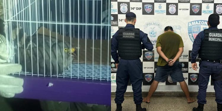 Homem é preso por tráfico e gavião é resgatado ferido pela Guarda Municipal de Manaus