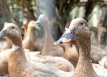 Sanciona lei que proíbe produção e comercialização de fois gras