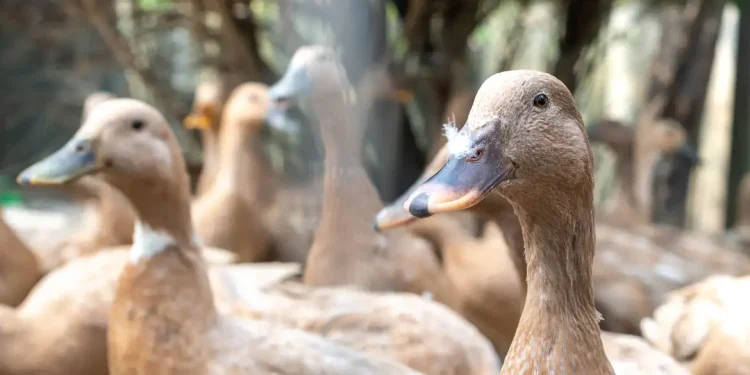 Sanciona lei que proíbe produção e comercialização de fois gras