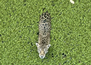 Onça-pintada de Manaus entra no Guinness aos 25 anos