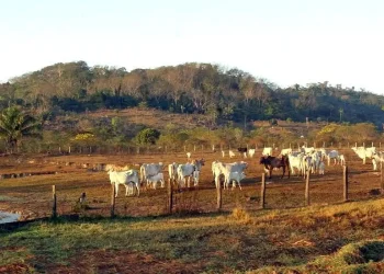 Agropecuária ocupa territórios próximos aos preservados na Amazônia