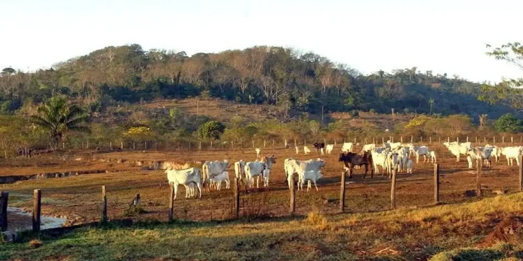 Agropecuária ocupa territórios próximos aos preservados na Amazônia