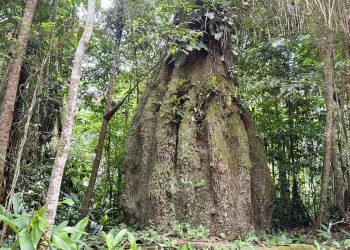 Congresso terá sete em cada dez parlamentares contra agenda ambiental
