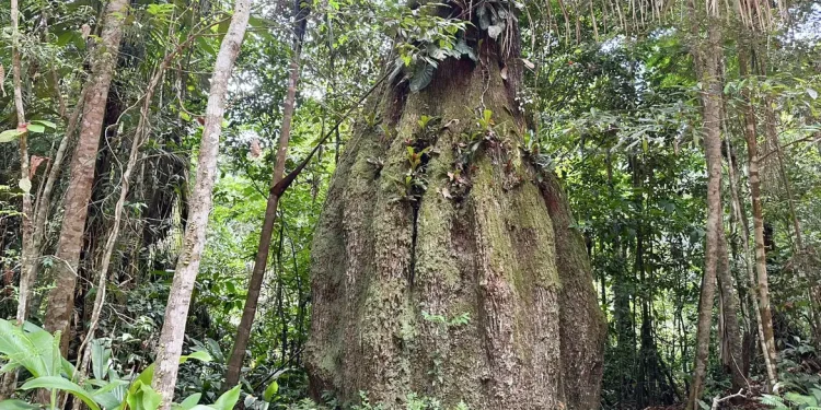 Congresso terá sete em cada dez parlamentares contra agenda ambiental