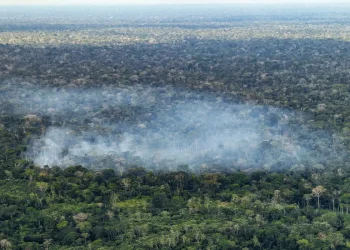 Estudo aponta atividade humana nas emissões de carbono na Amazônia