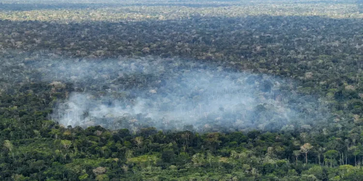 Estudo aponta atividade humana nas emissões de carbono na Amazônia