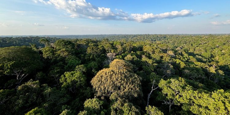 Amazônia e Cerrado evitaram emissões equivalentes às do Japão
